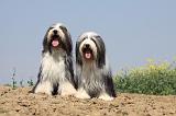 BEARDED COLLIE 175